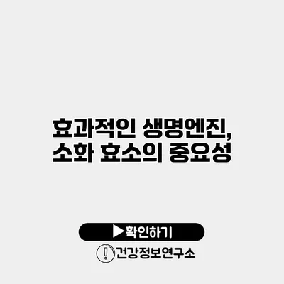 효과적인 생명엔진, 소화 효소의 중요성