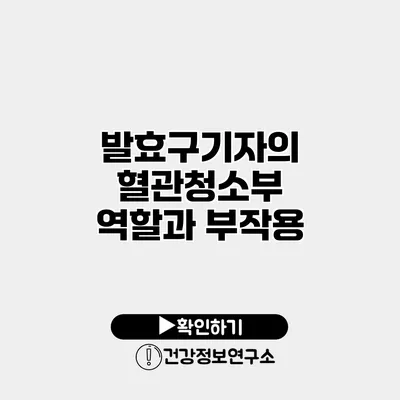 발효구기자의 혈관청소부 역할과 부작용