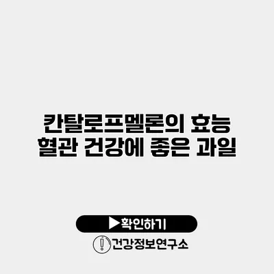 칸탈로프멜론의 효능 혈관 건강에 좋은 과일